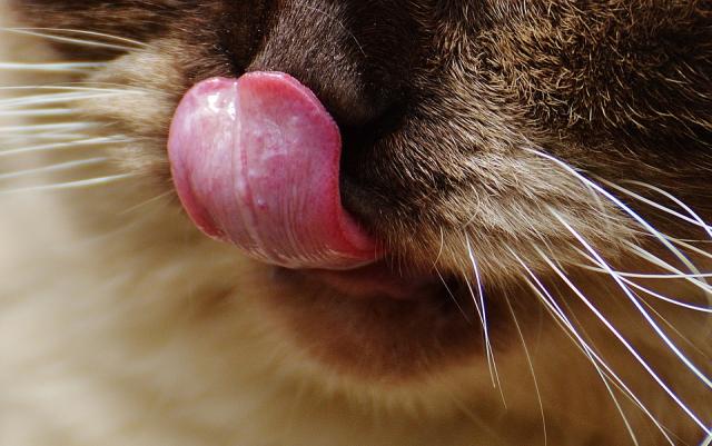 悪意猫