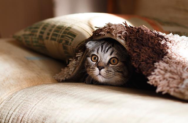 猫(ベッド)